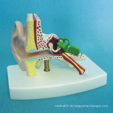 Medizinische Lehre Menschliches Ohr Anatomie Feature-Modell (R070106)